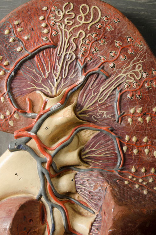 Picture of Kidney Medical Model