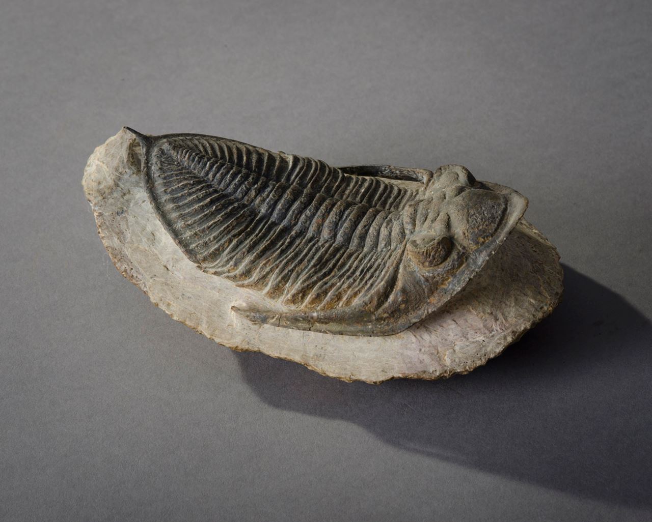 cast-fossil-hieronymus-objects