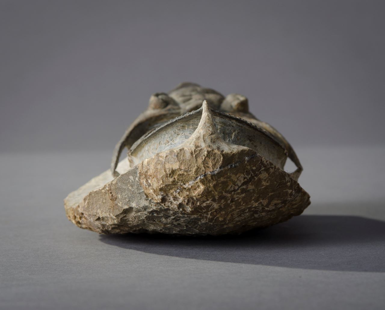 cast-fossil-hieronymus-objects