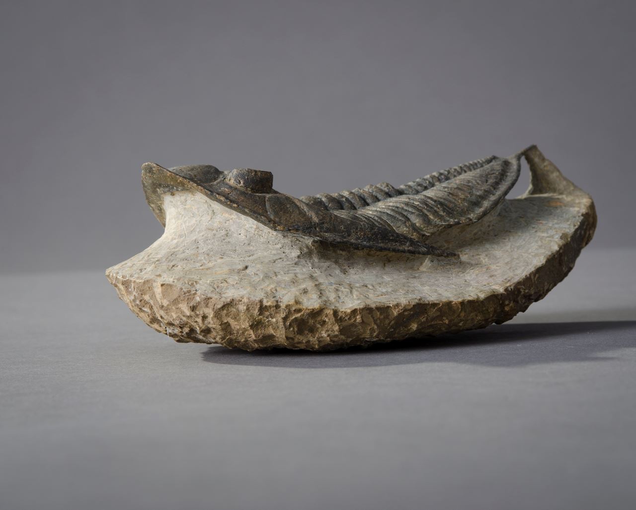 cast-fossil-hieronymus-objects