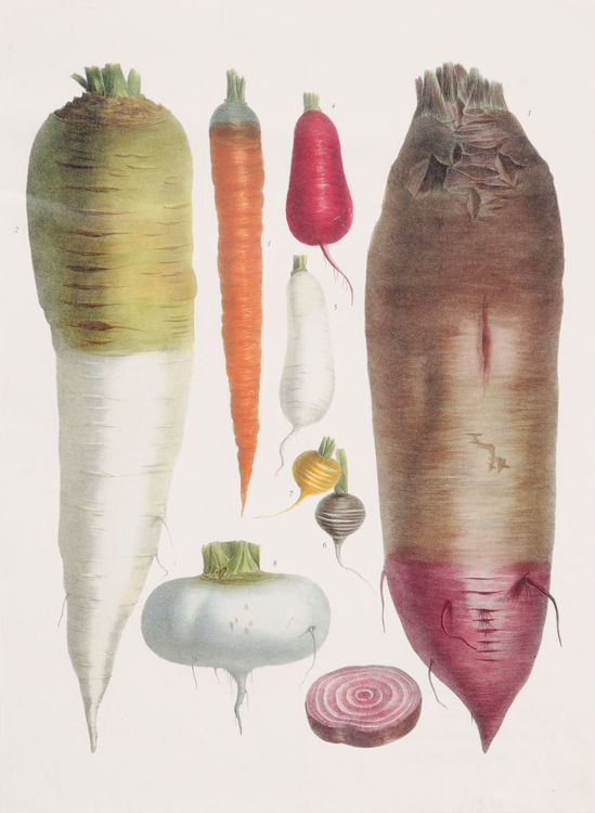 Picture of Root Vegetables