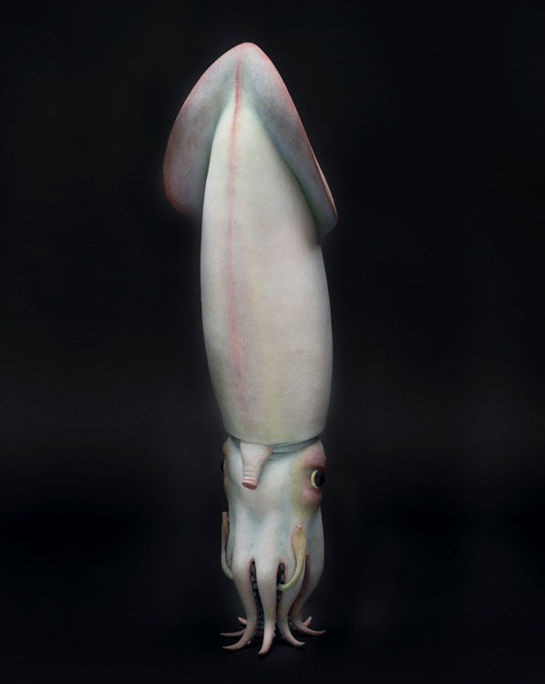 Picture of Squid