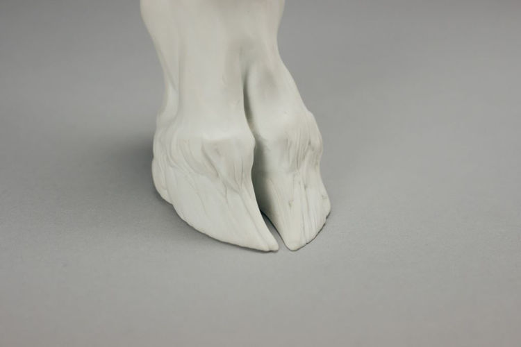 Picture of Hoof