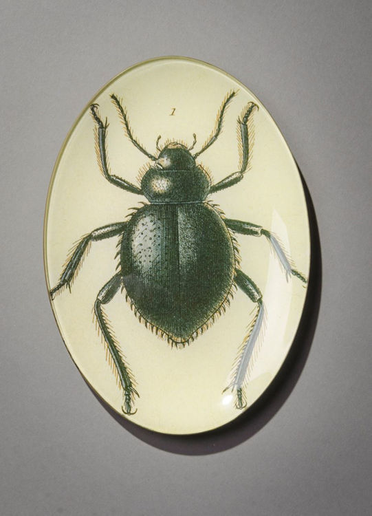 Picture of Beetle Plate