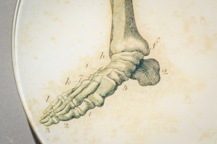 Picture of Feet of Skeleton