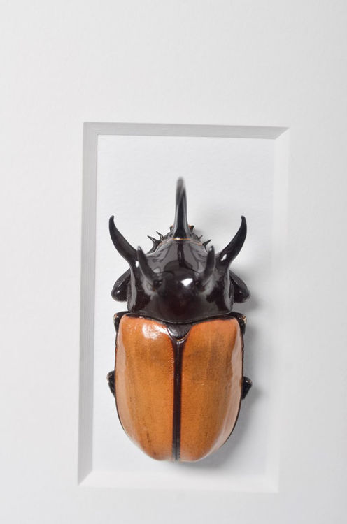 Picture of Rhino Beetle Study