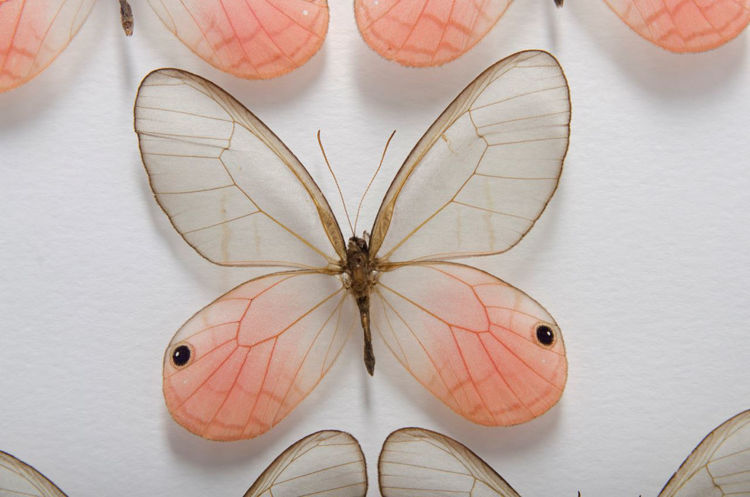 Picture of Mounted Pink Butterflies
