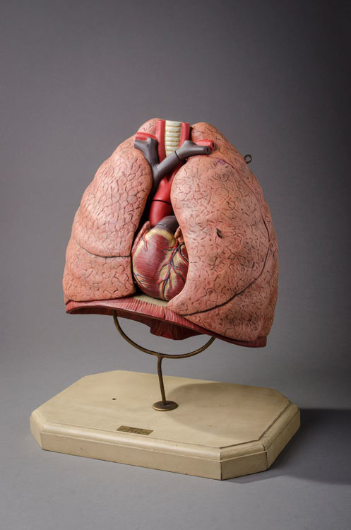 Picture of Lung Medical Model