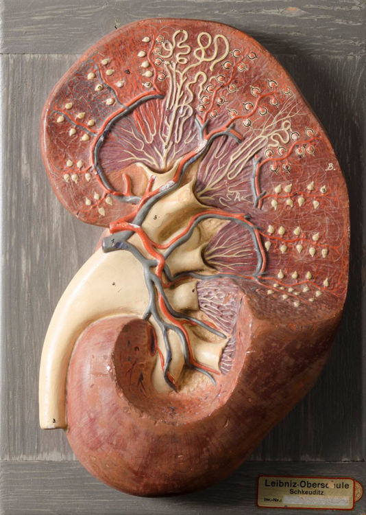 Picture of Kidney Medical Model