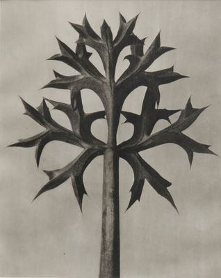 Picture of Eryngium Bourgatti, Sea Holly