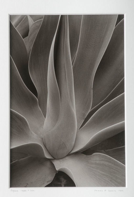 Picture of Agave