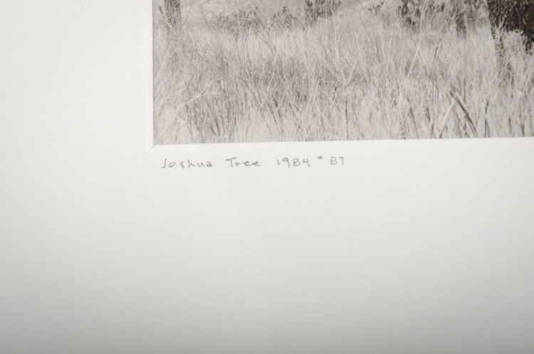 Picture of Joshua Tree