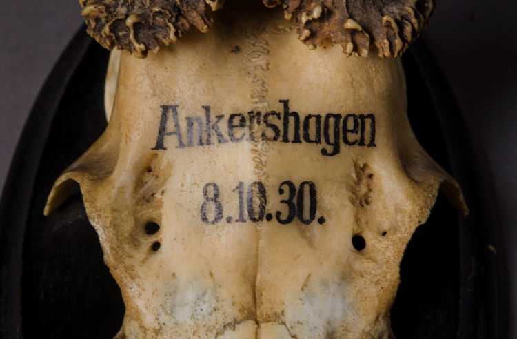 Picture of Antlers Ankershagen