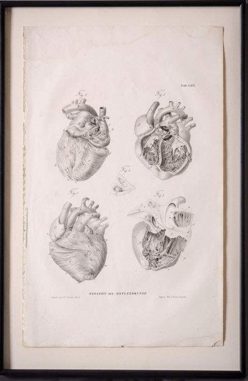 Picture of Anatomical Heart