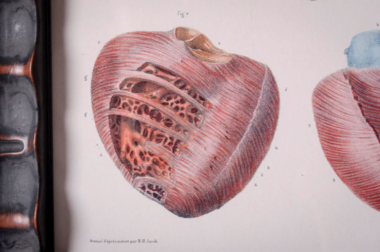 Picture of Anatomical Heart