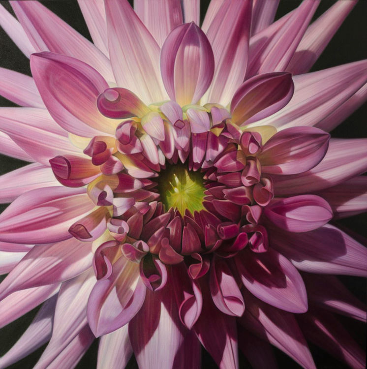 Picture of Dahlia Series