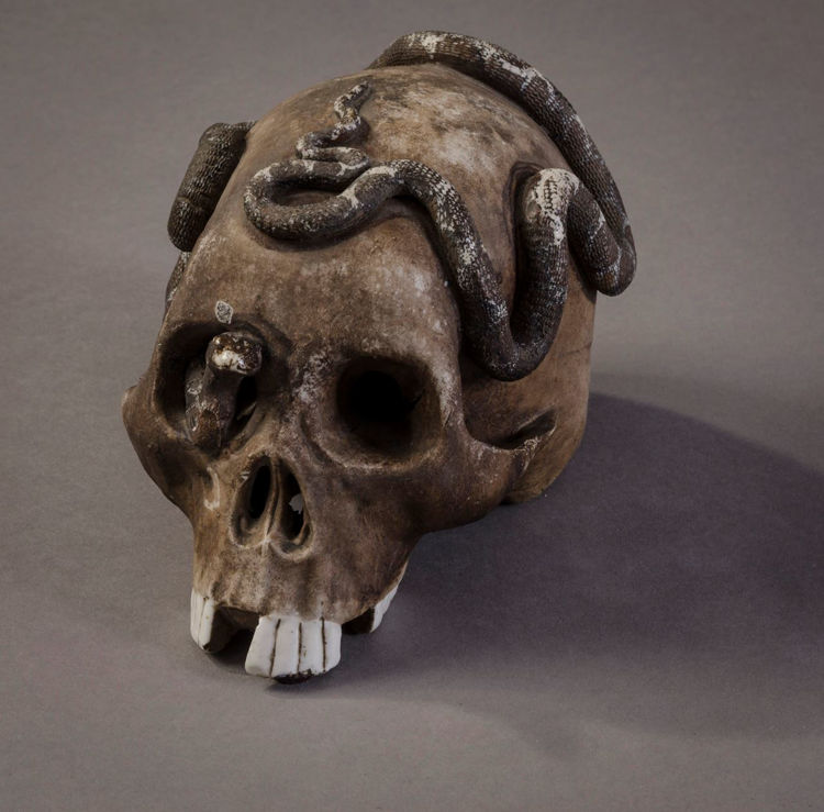 Picture of Detached Skull with Snake