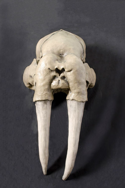 Picture of Walrus Mount
