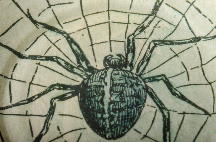 Picture of Black Spider Plate