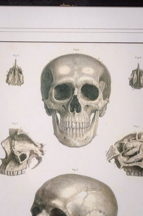 Picture of Anatomical Skull